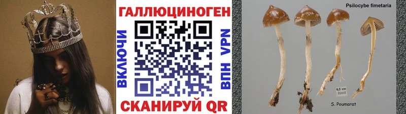 наркота Сатка Галлюциногенные грибы Cubensis